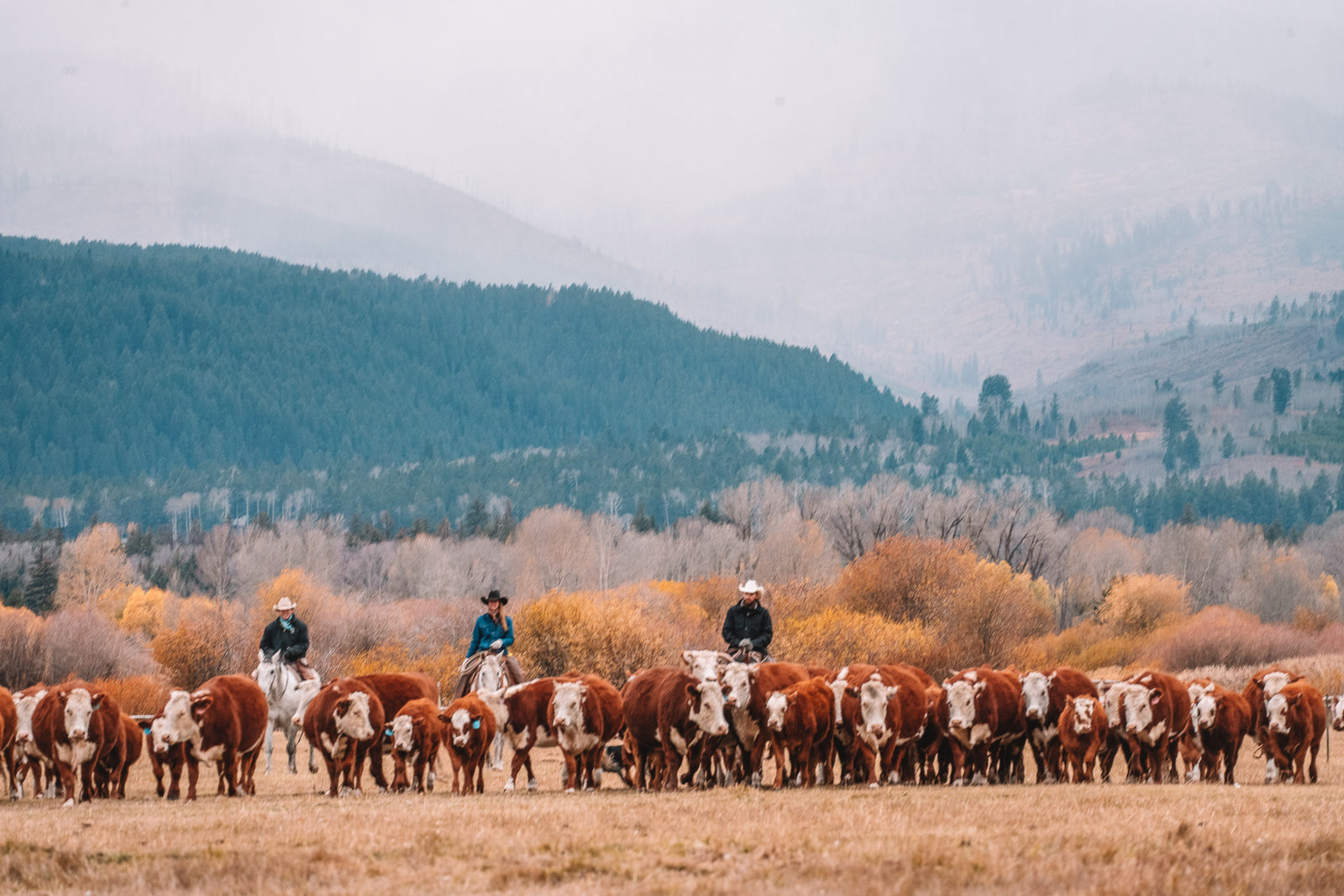 “You’re always out of stock”